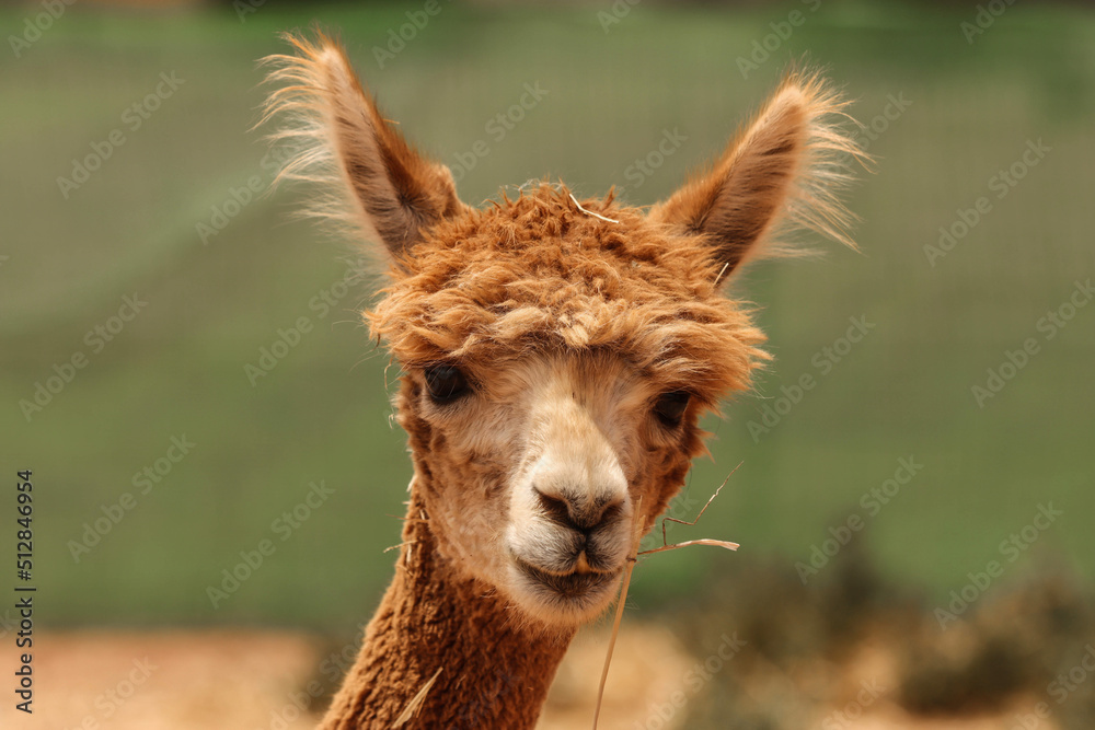 Obraz premium alpaka im süden von portugal