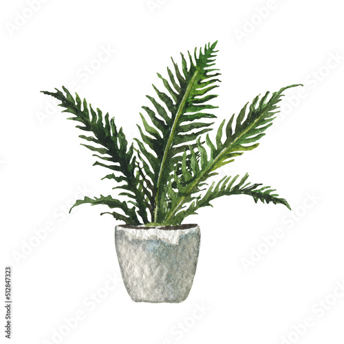 Houseplant fern in grey pot. Watercolor illustration isolated on white.