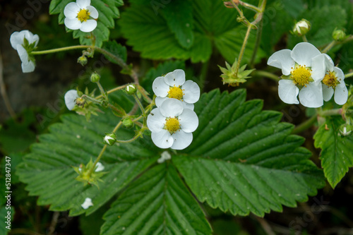 strawberry plant blooming white with green leaves