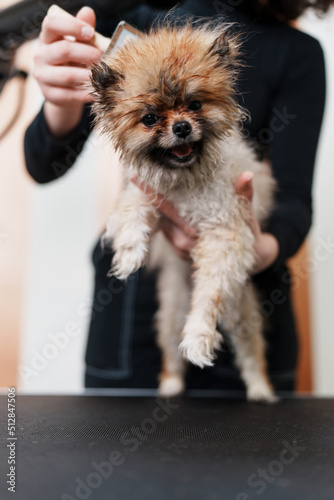 Beautiful Pomeranian dog enjoying in professional grooming and hair care. Professional female groomer at work. © Dusko