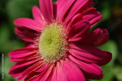 close up of a pink flower gerber