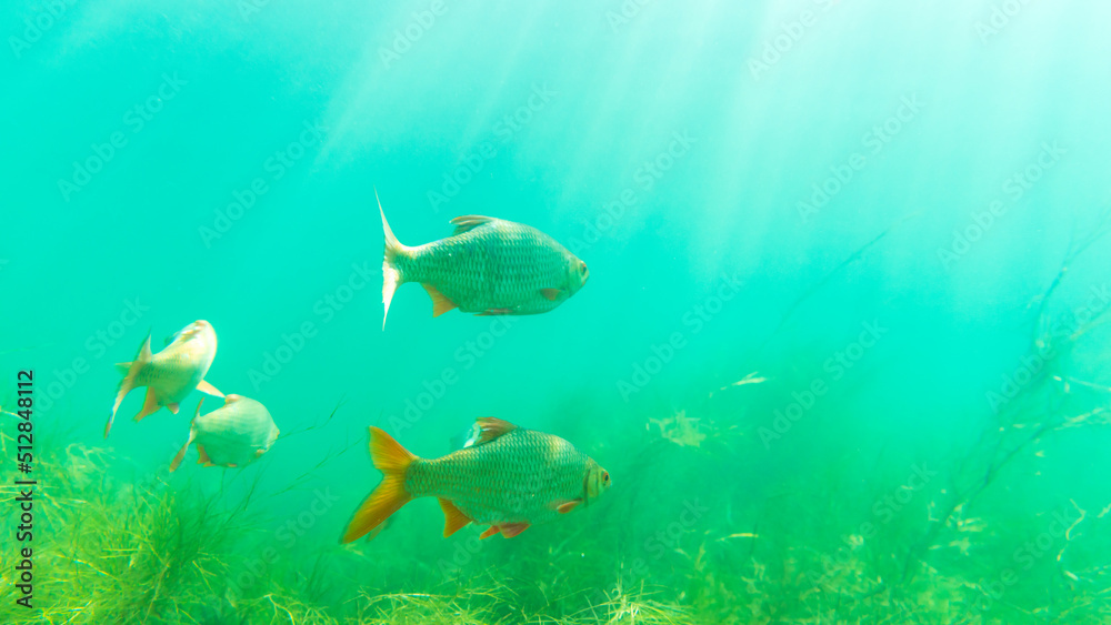 Roach (Rutilus rutilus) fish in shallow water in beautiful sunshine
Roach (Rutilus rutilus) fish in shallow water in beautiful sunshine