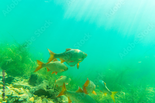 Roach (Rutilus rutilus) fish in shallow water in beautiful sunshine

