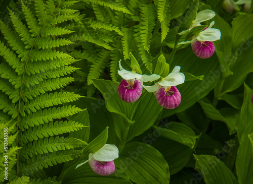 showy Lady Slipper orchids in bloom in a natural bog in spring in Vermont
 photo