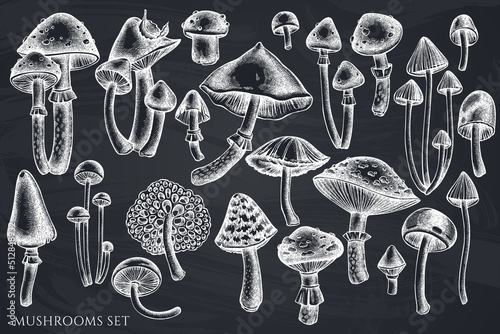 Forest mushrooms hand drawn vector illustrations collection. Chalk mushrooms. photo