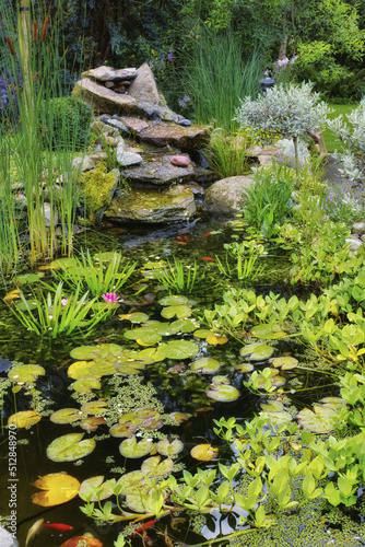 Lilly pads, water plants, reeds and succulents growing in a koi fish japanese pond in a home backyard. View of a tranquil, calm and serene lake feature in covered in fresh green flora in the garden
