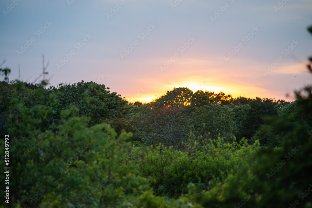 Katama sunset over Pine Trees