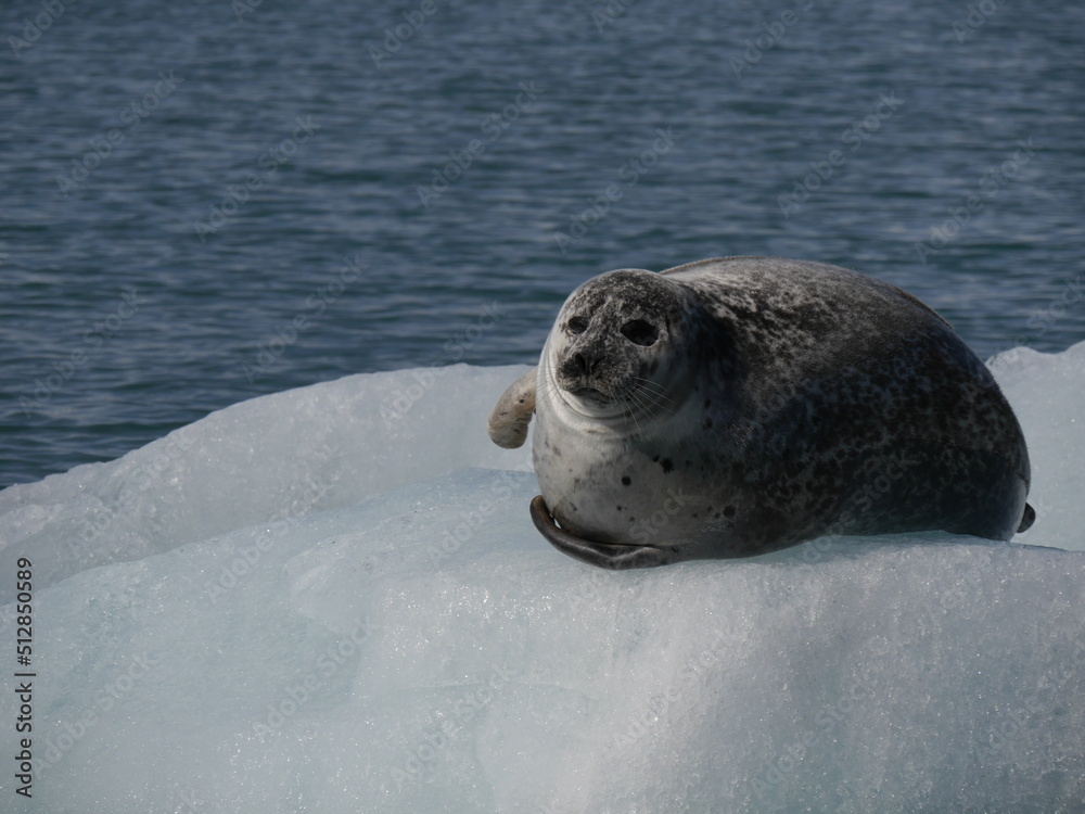 Fototapeta premium content wild seal on ice floe
