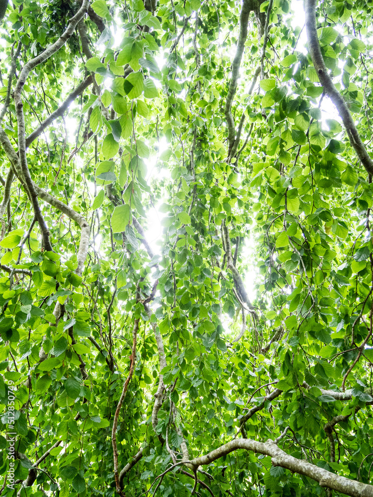 Fototapeta premium Willow Tree at Polly Hill Arboretum