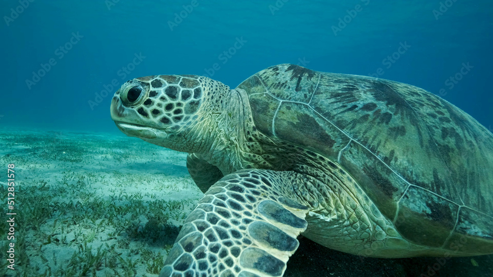 Fototapeta premium Big Sea Turtle green on seabed covered with green sea grass . Green sea turtle (Chelonia mydas) Underwater shot. Red sea, Egypt