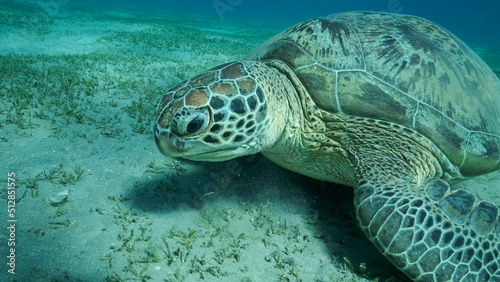 Big Sea Turtle green on seabed covered with green sea grass . Green sea turtle  Chelonia mydas  Underwater shot. Red sea  Egypt