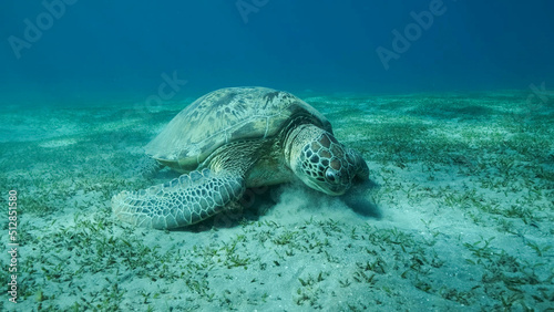 Big Sea Turtle green eats green sea grass on the seabed. Green sea turtle (Chelonia mydas) Underwater shot, Red sea, Egypt