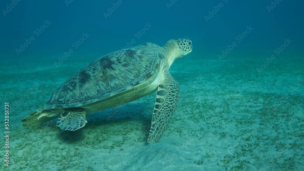 Obraz premium Big Sea Turtle green swim above seabed covered with green sea grass. Green sea turtle (Chelonia mydas) Underwater shot, Red sea, Egypt