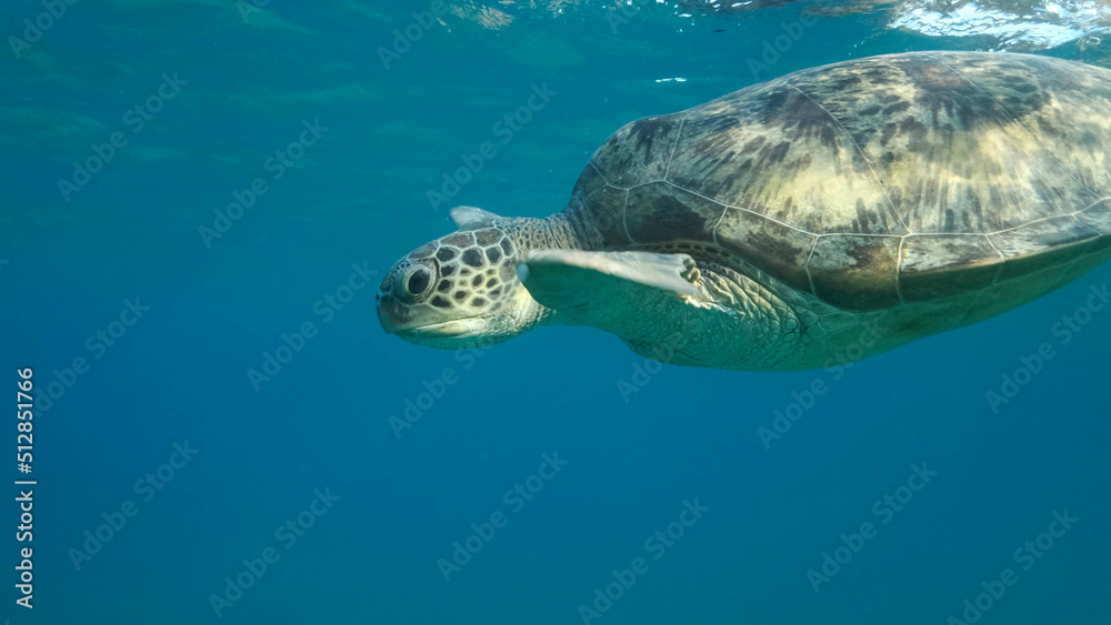 Obraz premium Big Sea Turtle swim under surface of the. Green sea turtle (Chelonia mydas). Underwater shot. Red Sea, Egypt