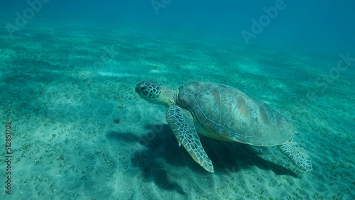 Big Sea Turtle green swim above seabed covered with green sea grass. Green sea turtle (Chelonia mydas) Underwater shot, Red sea, Egypt © Andriy Nekrasov