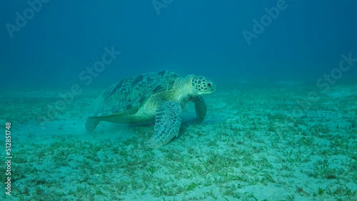 Big Sea Turtle green on seabed covered with green sea grass . Green sea turtle (Chelonia mydas) Underwater shot. Red sea, Egypt