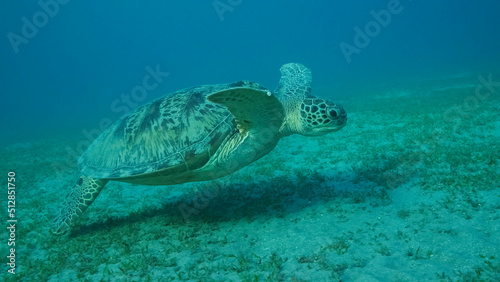 Big Sea Turtle green swim above seabed covered with green sea grass. Green sea turtle (Chelonia mydas) Underwater shot, Red sea, Egypt © Andriy Nekrasov