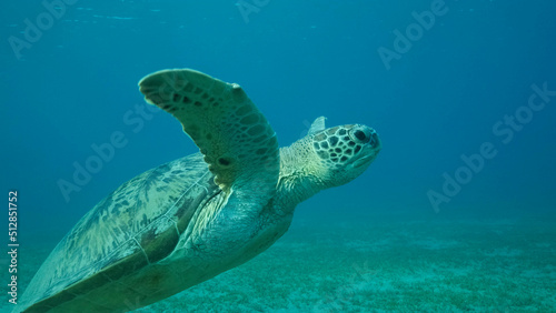 Sea turtle swims in the blue water to up  takes a breath and lies under surface of water. Green Sea Turtle  Chelonia mydas . Red Sea  Egypt