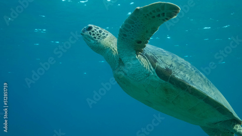 Sea turtle swims in the blue water to up, takes a breath and lies under surface of water. Green Sea Turtle (Chelonia mydas). Red Sea, Egypt