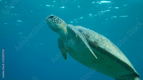 Sea turtle swims in the blue water to up  takes a breath and lies under surface of water. Green Sea Turtle  Chelonia mydas . Red Sea  Egypt
