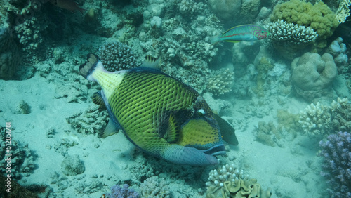 Trigger fish on coral reef. Titan Triggerfish (Balistoides viridescens) Close up, Underwater shot. Red Sea, Egypt
