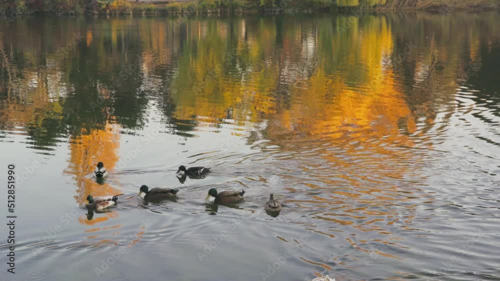 A flock of mallard ducks paddle in the pond of Vienna Austria city park among golden autumn trees in the morning sun. Beautiful peaceful and atmospheric view. Nature, summer, travel in Europe. 4K UHD A flock of mallard ducks paddle in the pond of Vienna Austria city park among golden autumn trees in the morning sun. Beautiful peaceful and atmospheric view. Nature, summer, travel in Europe. 4K UHD