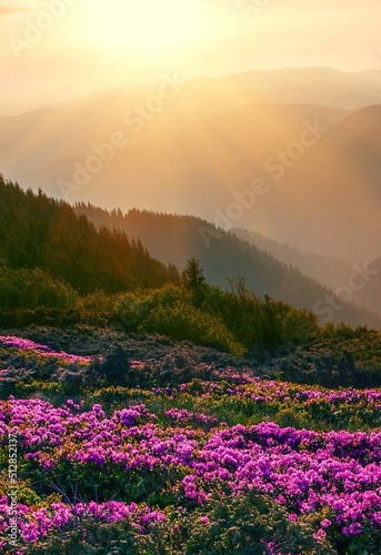 stunning summer scenery, awesome sunset landscape, beautiful nature background in the mountains, Carpathian mountains, Ukraine, Europe 