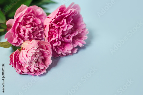 Beautiful pink peonies on a blue pastel background.