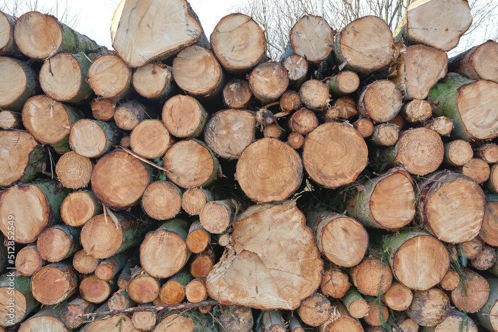 Chopped tree logs and stumps stacked in a pile on a plantation. Rustic landscape with textured firewood in a lumberyard. Collecting dry timber and split hardwood material for agriculture and forestry Chopped tree logs and stumps stacked in a pile on a plantation. Rustic landscape with textured firewood in a lumberyard. Collecting dry timber and split hardwood material for agriculture and forestry