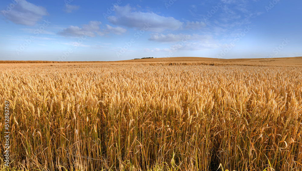 Closeup view of group of ears of wheat growing in countryside farm for harvest during the day. Zoomed in on vibrant golden stalks of grain with copyspace and a blue sky in a sustainable farm in summer