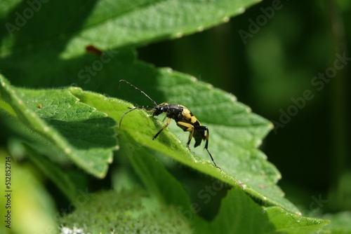 longhorn beetle (Rutpela maculata)  © sundodger