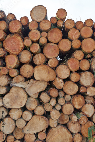 Chopped firewood and logs stacked together in a storage pile in lumberyard. Wooden background with texture  collecting dry rustic wood as a resource of energy. Lumber split hardwood and deforestation