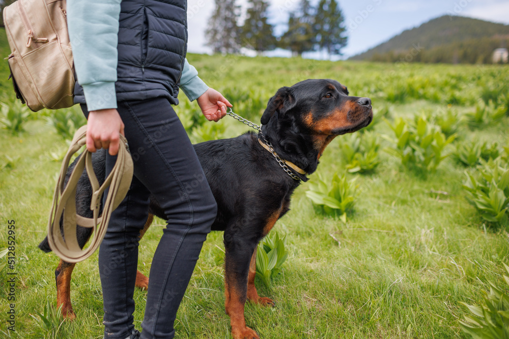 Close-up of dog of the Rottweiler breed with collar and leash in hands stands near mistress on meadow with vegetation