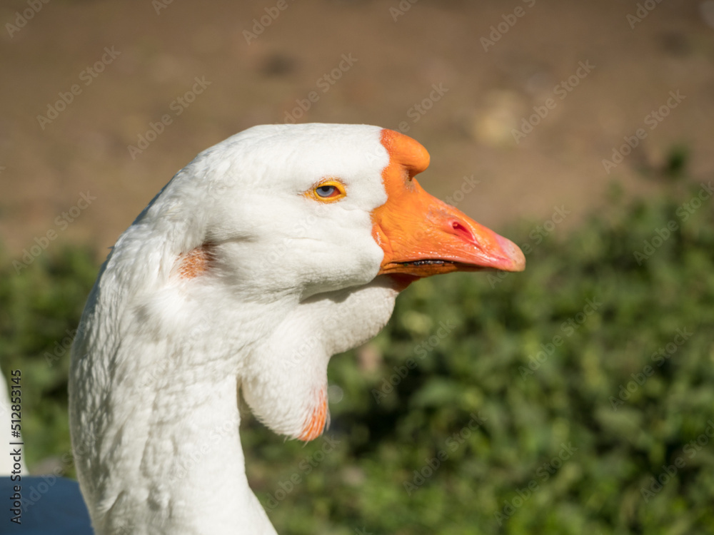 portrait of a white goose