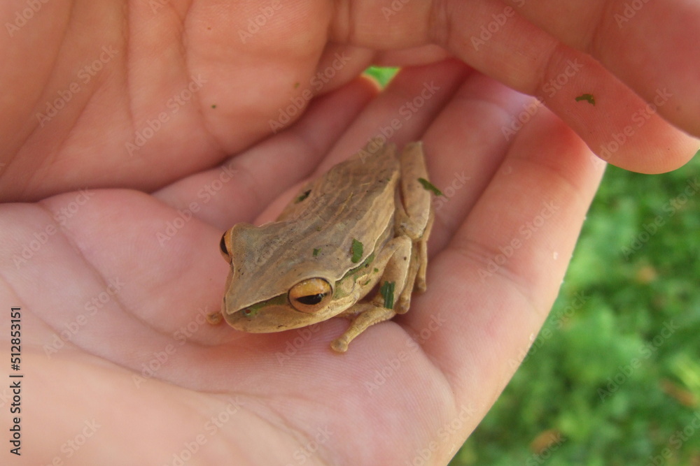 A small and harmless tree frog, common in the Atlantic Forest. A small and harmless tree frog, common in the Atlantic Forest.