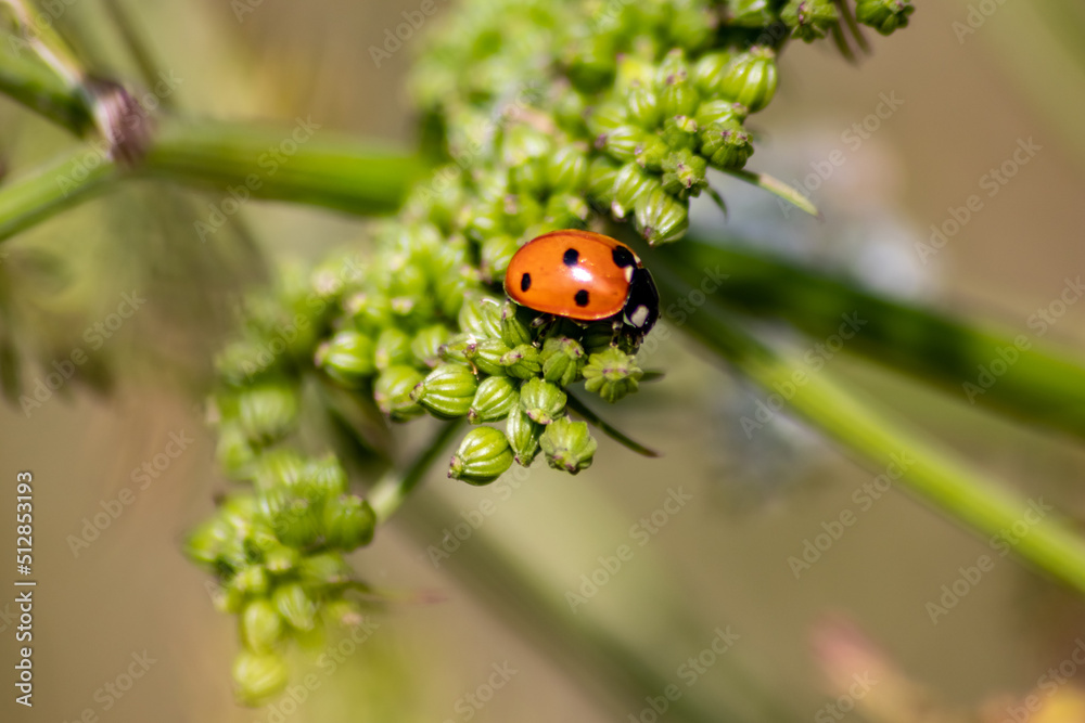 Fototapeta premium Beautiful black dotted red ladybug beetle climbing in a plant with blurred background copy space searching for plant louses to kill them as beneficial organism pest control useful animal in the garden