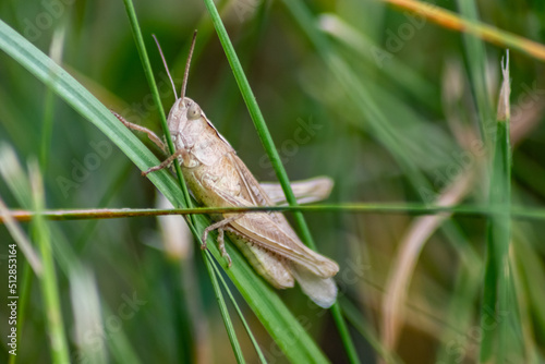Single isolated grasshopper hopping through the grass in search of food, grass, leafs and plants as plague with copy space and a blurred background