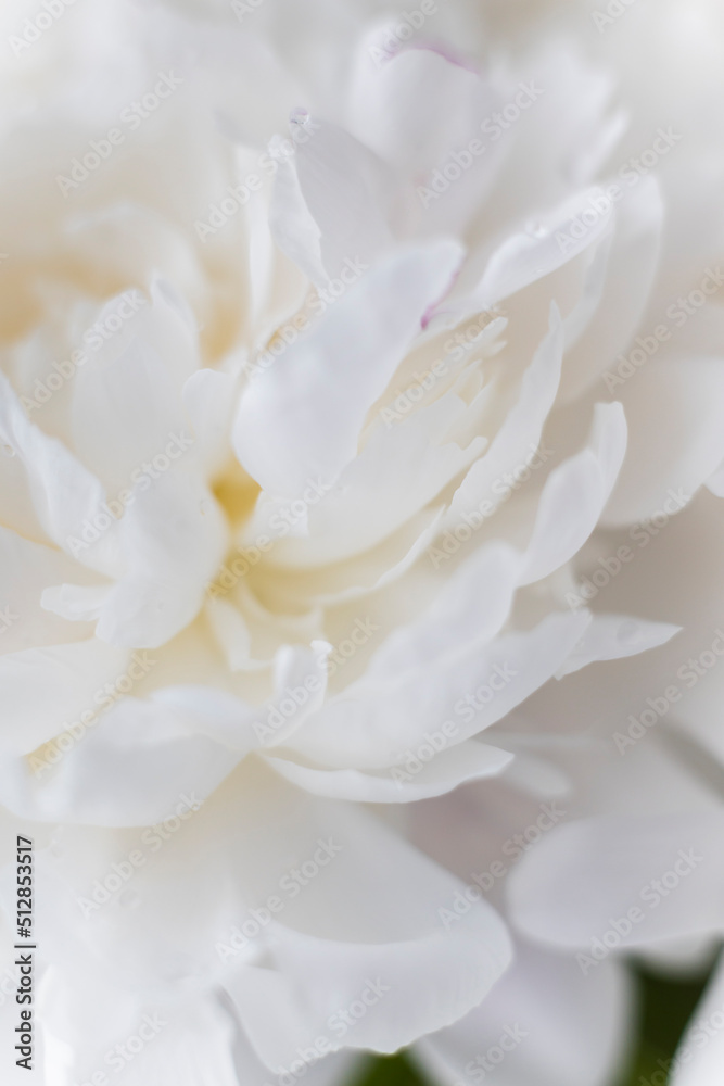 white peonies in a vase