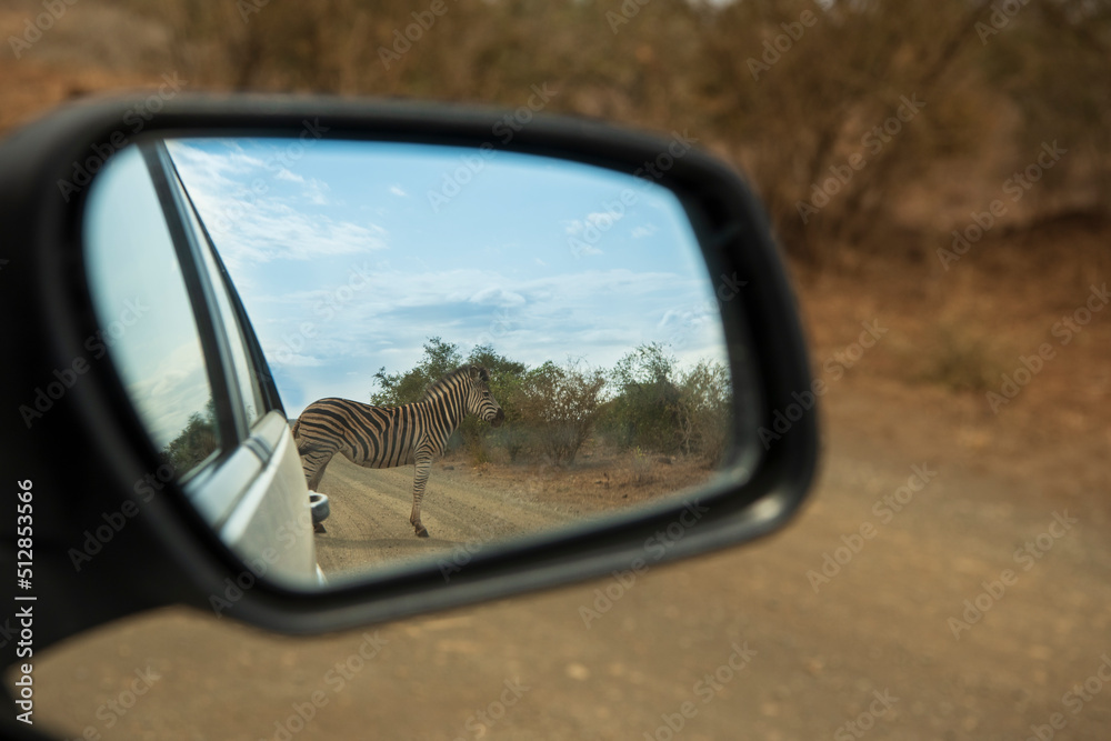 Cebra observada desde el retrovisor del vehículo en el safari 