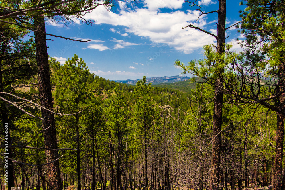 Fototapeta premium Heddy Draw Overlook, Custer State Park, South Dakota