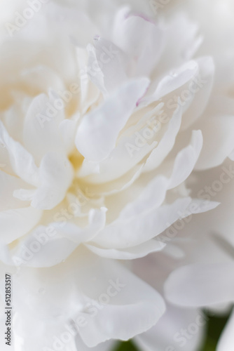 white peonies in a vase © Katya