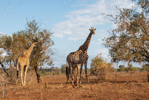 Girafas en el Parque Nacional Kruger paisaje naturaleza viva