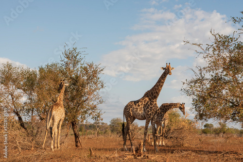 Girafas en el Parque Nacional Kruger paisaje naturaleza viva