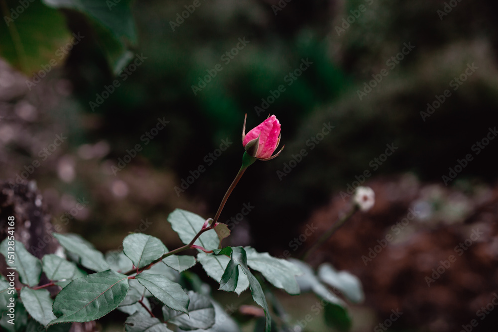 Obraz premium pink and white flower