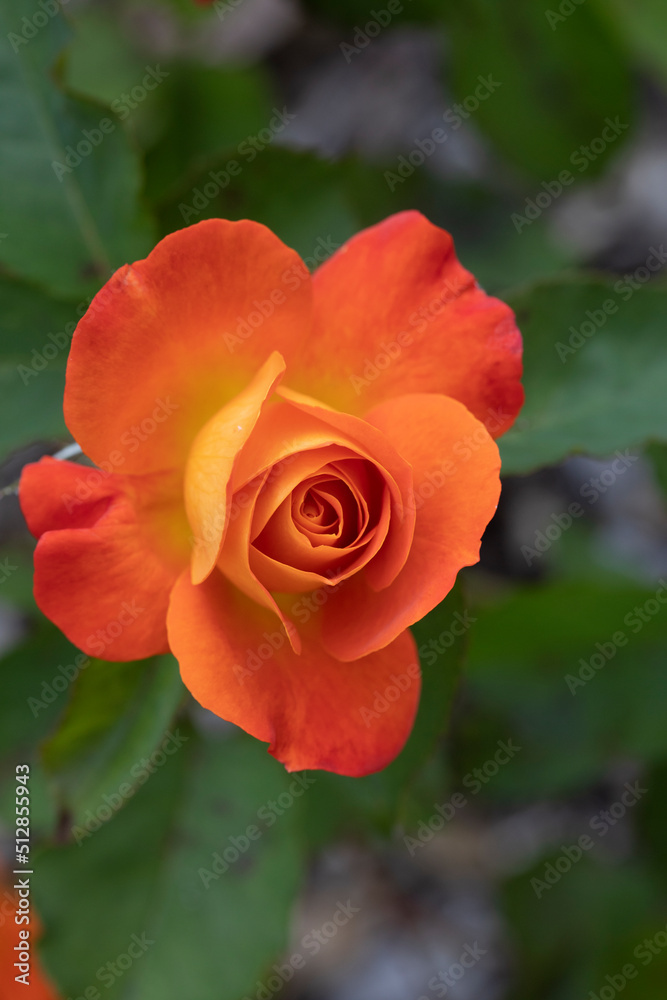 CLOSE UIP BRIGHT ORANGE COLOURED ROSE GROWING AMIDST FOLIAGE  