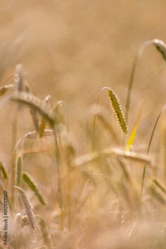 Growing farming field with grain cereal, ripening wheat waiting for summer harvest and agricultural fresh ingredients with organic food farming needs raindrops on fresh field to make bread and cereals
