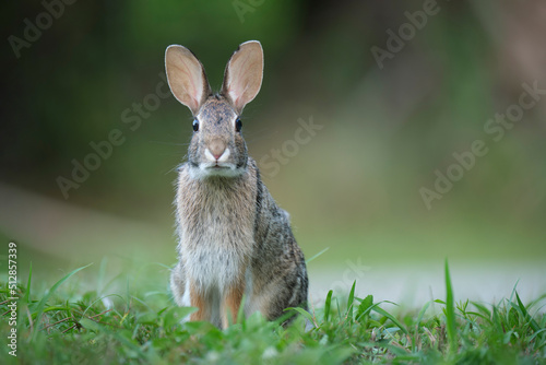 Photography Grey small hare eating grass on summer field