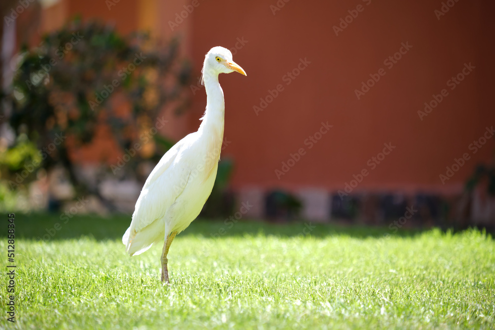 Fototapeta premium White cattle egret wild bird, also known as Bubulcus ibis, walking on green lawn at hotel yard in summer