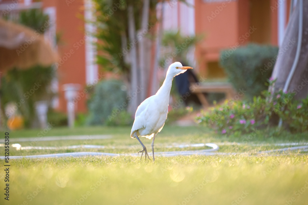 Fototapeta premium White cattle egret wild bird, also known as Bubulcus ibis, walking on green lawn at hotel yard in summer