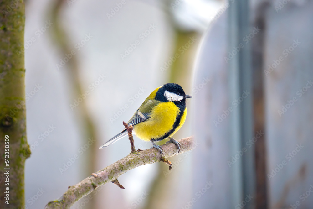 Yellow wild tit bird perching on tree branch on cold winter day Yellow wild tit bird perching on tree branch on cold winter day